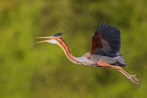 Purple Heron (Ardea purpurea) flying, Baden-Wuerttemberg, Germany