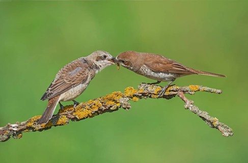 Red-backed Shrike (Lanius collurio) female feeding young, Aosta Valley, Italy