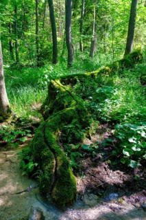 Steinerne Rinne, Rohrbach, near Weißenburg, Franconian Lake District, Middle Franconia, Franconia,
