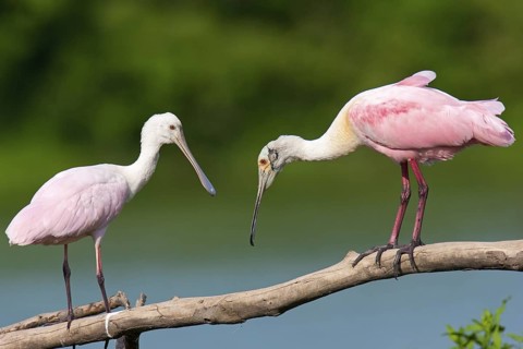 Roseate Spoonbill (Platalea ajaja) female, Texas, USA