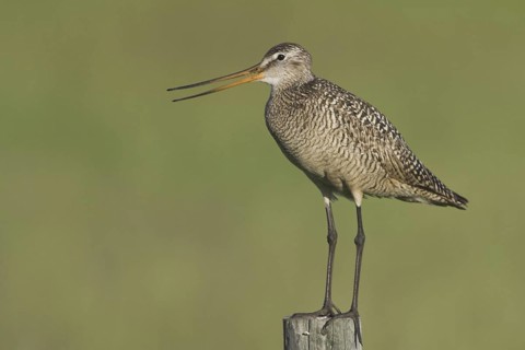 Marbled Godwit (Limosa fedoa) calling, Canada