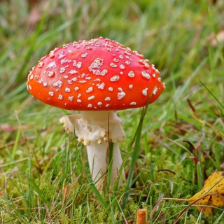 Red fly agaric (Amanita muscaria), fruiting body, in a meadow, close-up, Wilnsdorf, North
