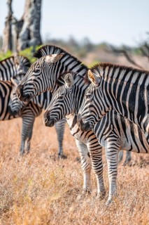 Steppe zebras (Equus quagga), animal portraits of a group, heads next to each other, in dry grass,