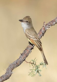 Brown-crested Flycatcher (Myiarchus tyrannulus) perched on a branch, Arizona, USA