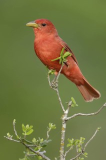 Summer Tanager (Piranga rubra), Texas, USA