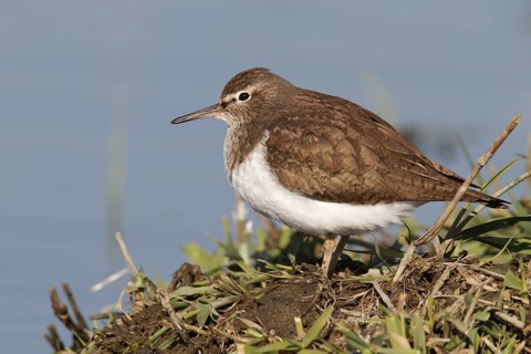 Common Sandpiper (Actitis hypoleucos), Lower Saxony, Germany