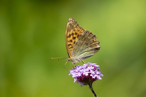 Silver-washed fritillary butterfly (Argynnis paphia) adult insect feeding on a garden Verbena