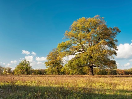 Old solitary oaks in the Elbe trees in autumn, blue sky with cumulus clouds, Elbe trees in the