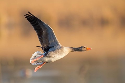 Greylag goose, Anser Anser, flight photo, lateral, Wagbachniederung, Baden-Württemberg, Germany