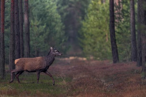 About a fortnight ago, the red deer (Cervus elaphus) shed its antlers, shedding time, antler loss,