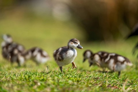 Egyptian goose (Alopochen aegyptiaca) cute chicks on a meadow at the shore of a lake, Bavaria,