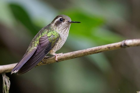 Speckled Hummingbird (Adelomyia melanogenys) perched on a branch in Ecuador