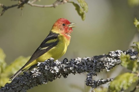 Western Tanager (Piranga ludoviciana) male singing, British Columbia, Canada