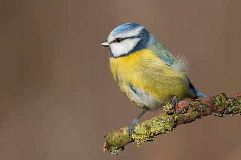 Eurasian Blue Tit (Cyanistes caeruleus) perched on a branch, Lower Saxony, Germany