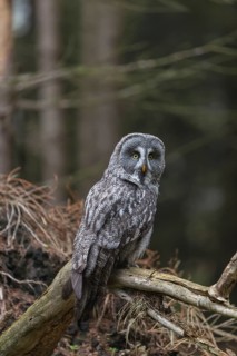 One great grey owl (Strix nebulosa) sitting on the root of a fallen spruce tree