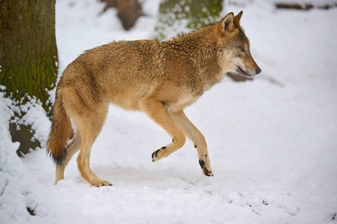 A wolf walks through the snowy forest, surrounded by winter atmosphere, Winter, Wolf (Canis lupus),