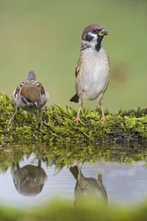 Eurasian Tree Sparrow (Passer montanus) at a waterhole, Aosta Valley, Italy