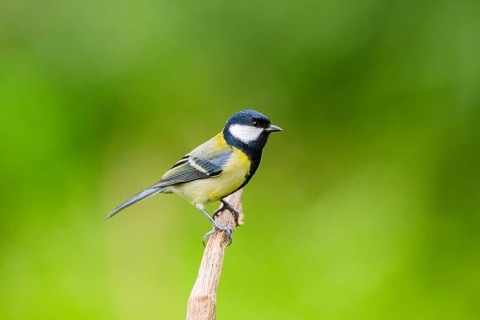 Great tit (Parus major) sitting on an old wrotten tree trunk at a swamp, Bavaria, Germany