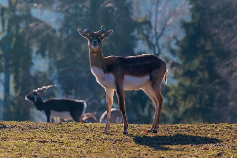 A young male blackbuck (Antilope cervicapra) stands in a green meadow during light snowfall,