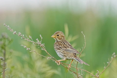 Corn bunting (Emberiza calandra) perched on dry wild grass stems in a green meadow, looking