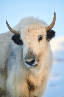 Domestic yak (Bos grunniens) portrait, snow, tirol, Kitzbühel, Wildpark Aurach, Austria