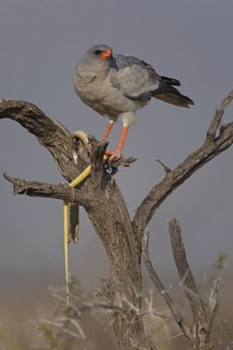 Pale Chanting Goshawk (Melierax canorus), Oshikoto, Namibia