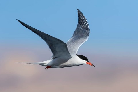 Common Tern (Sterna hirundo) flying, Eilat, Israel