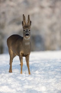 One male Roe Deer, (Capreolus capreolus), walking over a snowy meadow. Snow covered trees in the