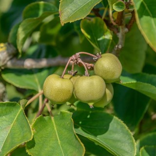 Mini kiwi (Actinidia arguta 'Buro'),  Germany
