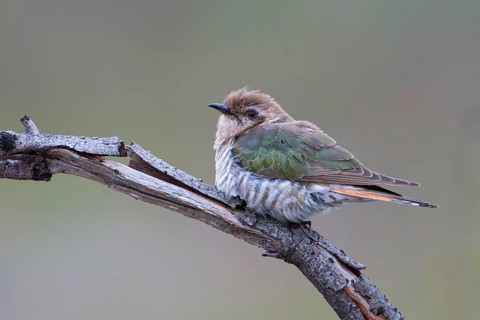 Horsfield's Bronze Cuckoo (Chrysococcyx basalis), Victoria, Australia