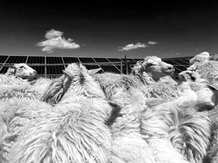 Peatlands graze a solar park, black and white, Mecklenburg-Western Pomerania, Germany