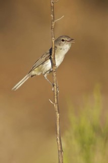 Bell's Vireo (Vireo bellii) perched on a branch in southern Arizona, USA