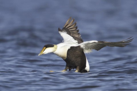 Common Eider (Somateria mollissima) male flying, Manitoba, Canada