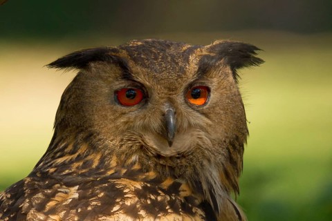 Eurasian Eagle-Owl (Bubo bubo) female, Utrecht, Netherlands