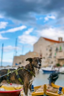 A charming dog stands on a boat in the picturesque Polignano a Mare marina, with colorful boats,