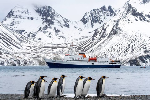 King penguins (Aptenodytes patagonicus), group standing on a pebble beach, in the background