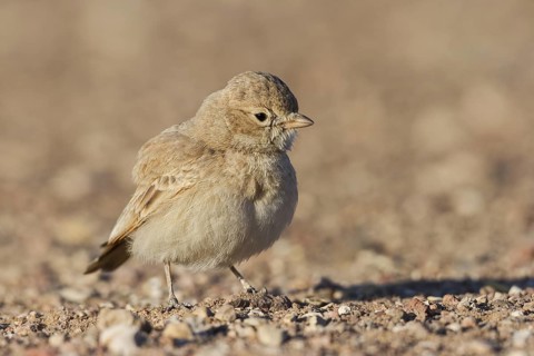 Bar-tailed Lark (Ammomanes cinctura), Eilat, Israel