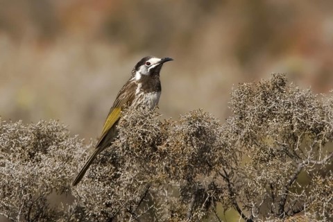 White-fronted Honeyeater (Purnella albifrons), Western Australia, Australia