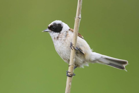 Eurasian Penduline Tit (Remiz pendulinus) male, Hungary