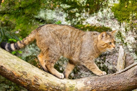 European wildcat (Felis silvestris silvestris) walking in a forest, Bavaria, Germany