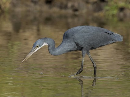 Western Reef Heron (Egretta gularis) foraging, Gambia