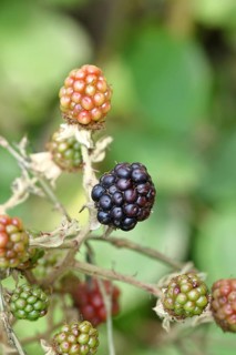 Blackberries (Rubus sectio Rubus), ripe and unripe fruit on the bush, Wilnsdorf, North
