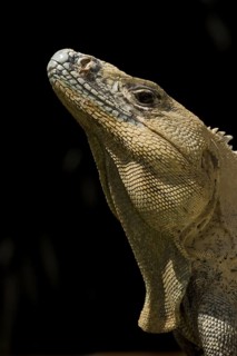 Black spiny-tailed iguana (Ctenosaura similis)