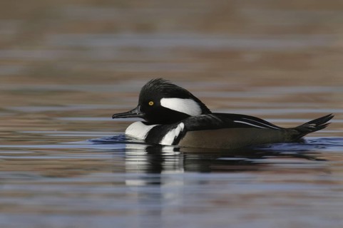 Hooded Merganser (Lophodytes cucullatus) male, Arizona, USA