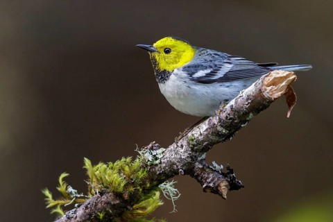 Hermit Warbler (Setophaga occidentalis) perched on a branch in Washington State, USA