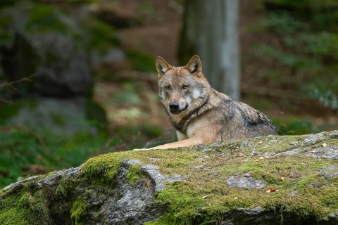Wolf (Canis lupus) lying on a moss-covered rock and looking attentively, captive, Bavarian Forest