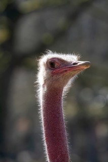 North African red-necked ostrich (Struthio camelus), portrait, captive, occurring in North Africa