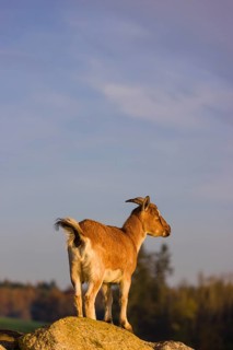 An African Pygmy goat Capra aegagrus hircus) stands on top of a rock, looking around