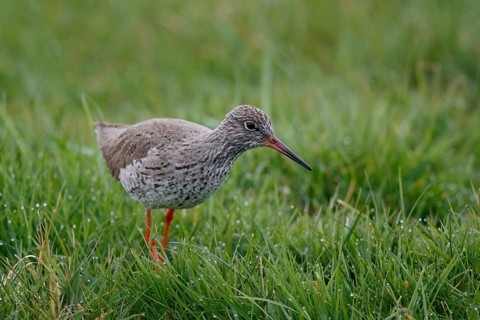 Common Redshank (Tringa totanus), Netherlands