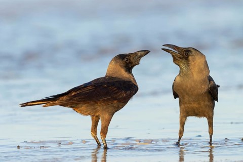 Shining Crow, Indian House Crow, House Crow, (Corvus splendens), Corbeau familier, Corneja India,